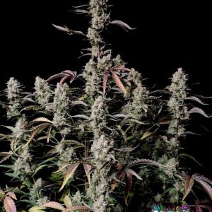 Gorilla Zkittlez Auto