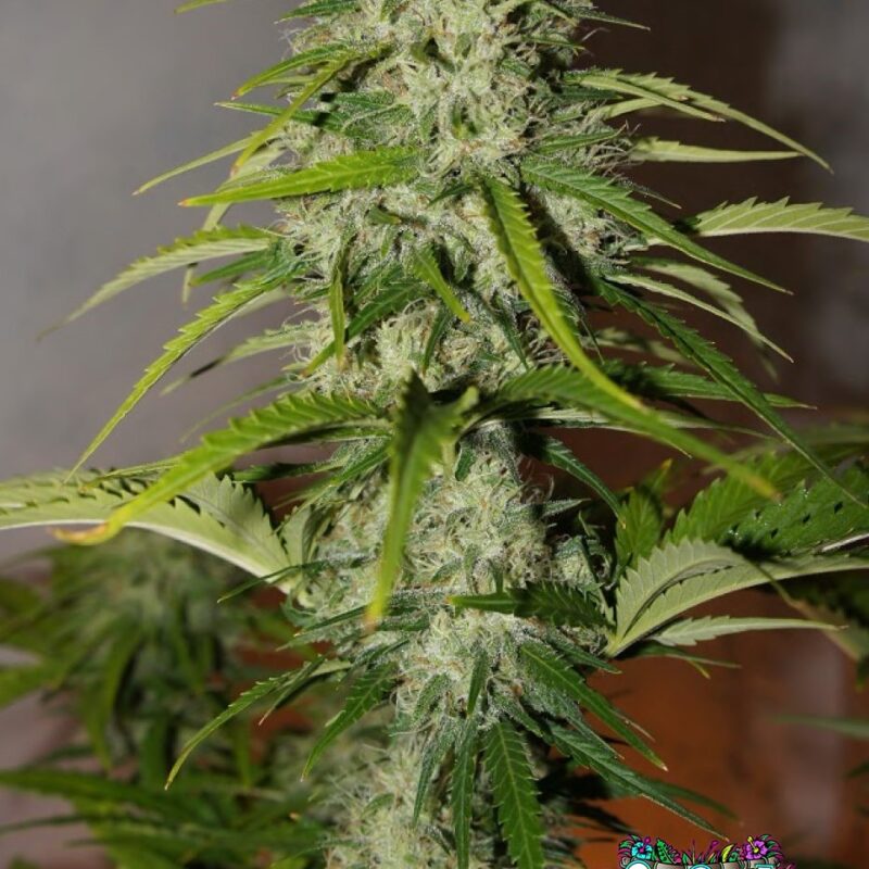 Grapefruit Auto