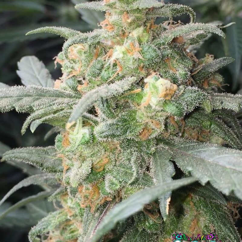 Green Crack Auto