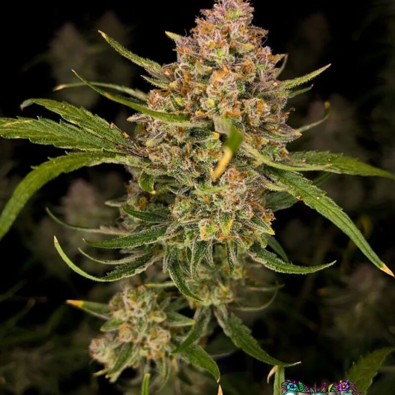 Guava Auto