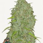 Jack Herer Auto Seeds by FastBuds