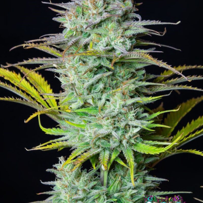 Kosher Cake Auto