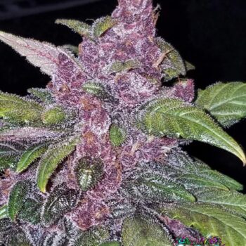 LSD-25 Auto