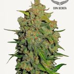 Lemon AK Auto Seeds by FastBuds