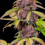 Lemon Cherry Cookies Auto