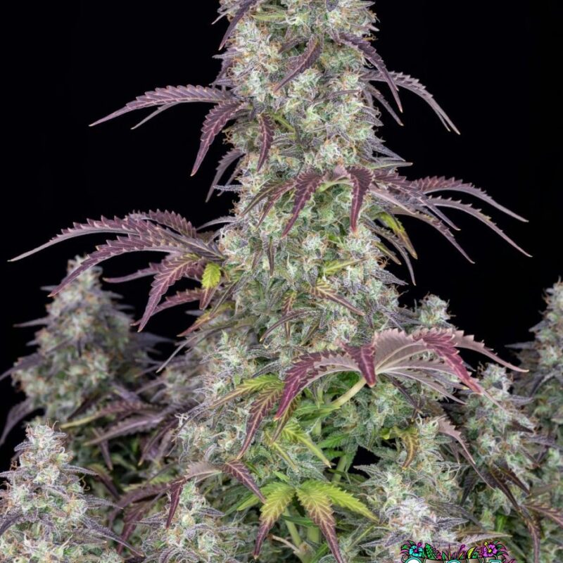 Lemon Pie Auto