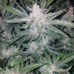 Mexican Airlines Auto