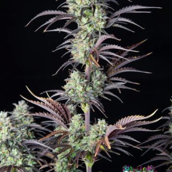 Mimosa Cake Auto