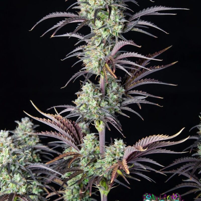 Mimosa Cake Auto
