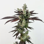 Next Level Feminized Seeds by Exotic Genetix - 6 Seeds