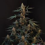 Northern Lights Auto