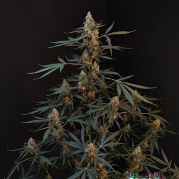 Northern Lights Auto