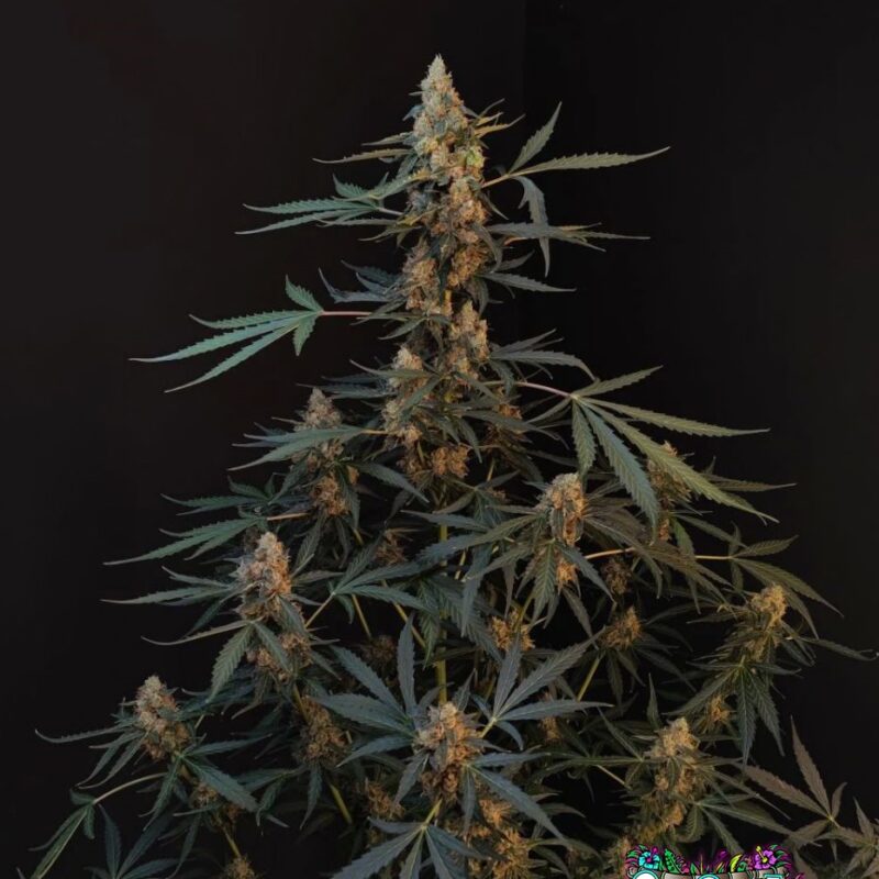 Northern Lights Auto