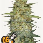 OG Kush Auto Seeds by FastBuds