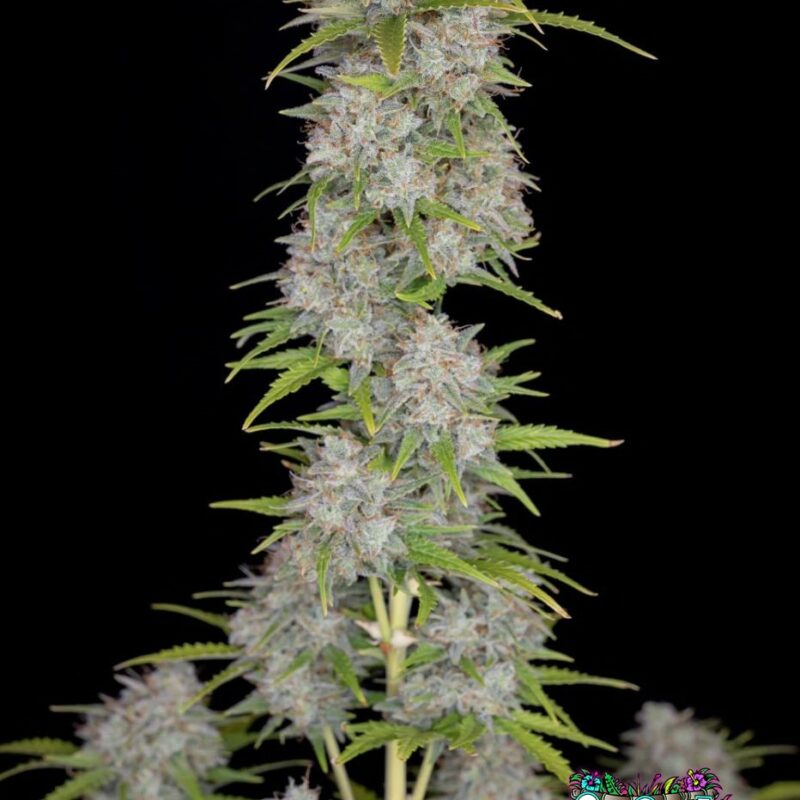 Orange Sherbet Auto