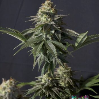 Orange Sherbet FF