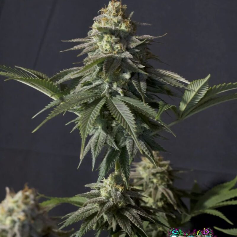 Orange Sherbet FF