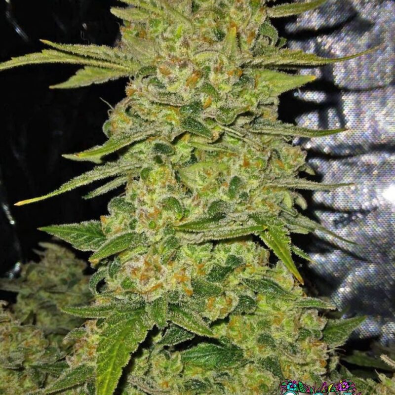 Papaya Cookies Auto
