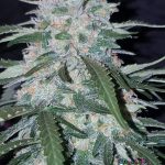 Pineapple Express Auto