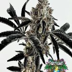 Poppin' Fresh Feminized Seeds by Exotic Genetix