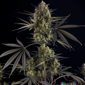 Pound Cake Auto