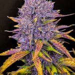 Purple Lemonade Auto