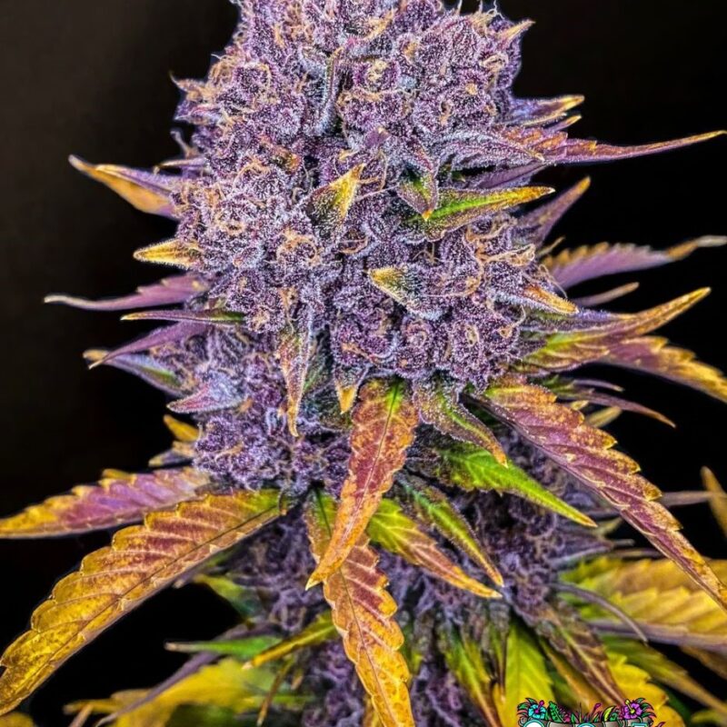 Purple Lemonade Auto