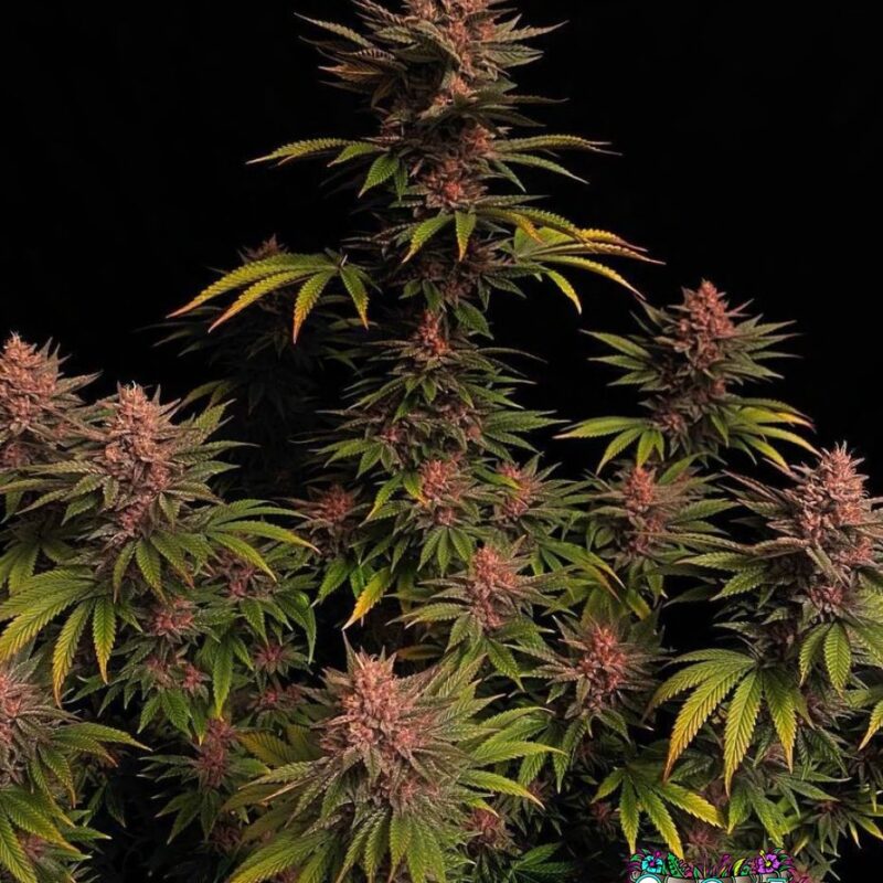 Purple Lemonade FF