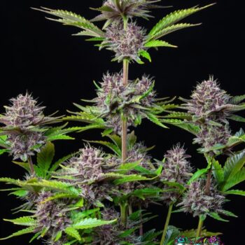 Purple Punch Auto