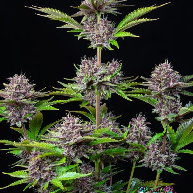 Purple Punch Auto