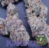 Purple Rush