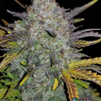 Rhino Ryder Auto