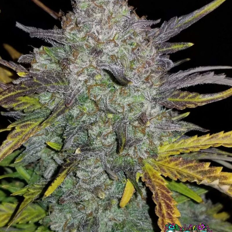 Rhino Ryder Auto