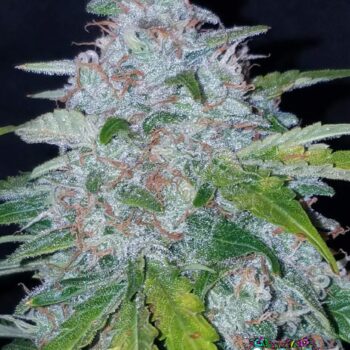Six Shooter Auto