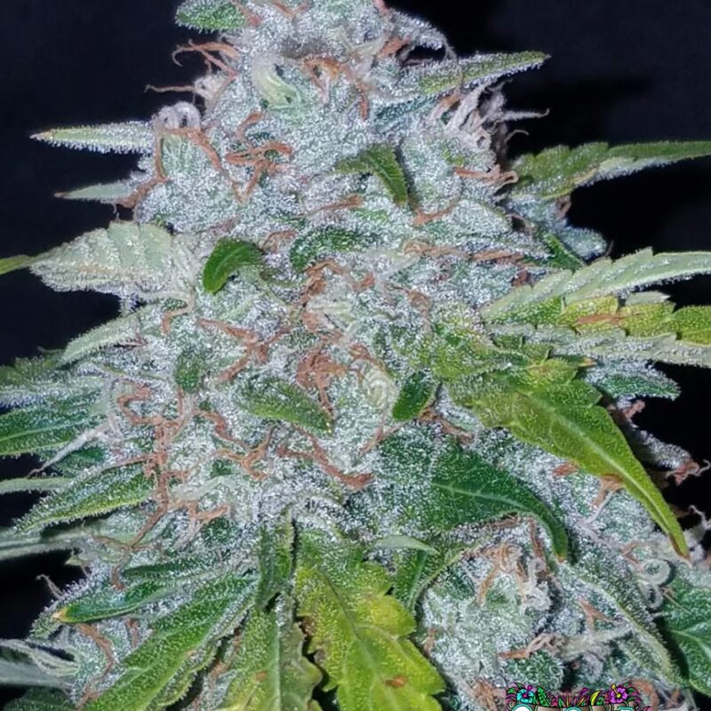 Six Shooter Auto