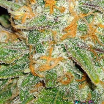 Skunk Auto