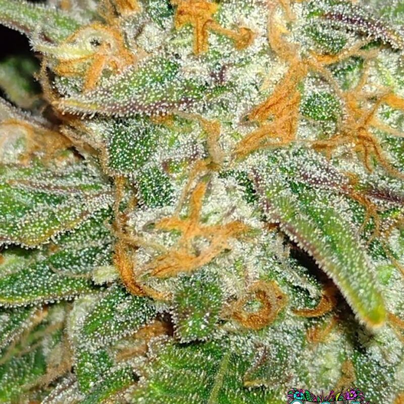 Skunk Auto