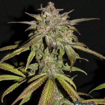 Smoothie Auto