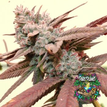 So Fresa Feminized