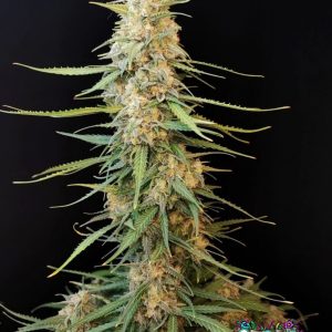 Sour Diesel Auto