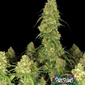 Sour Jealousy Auto