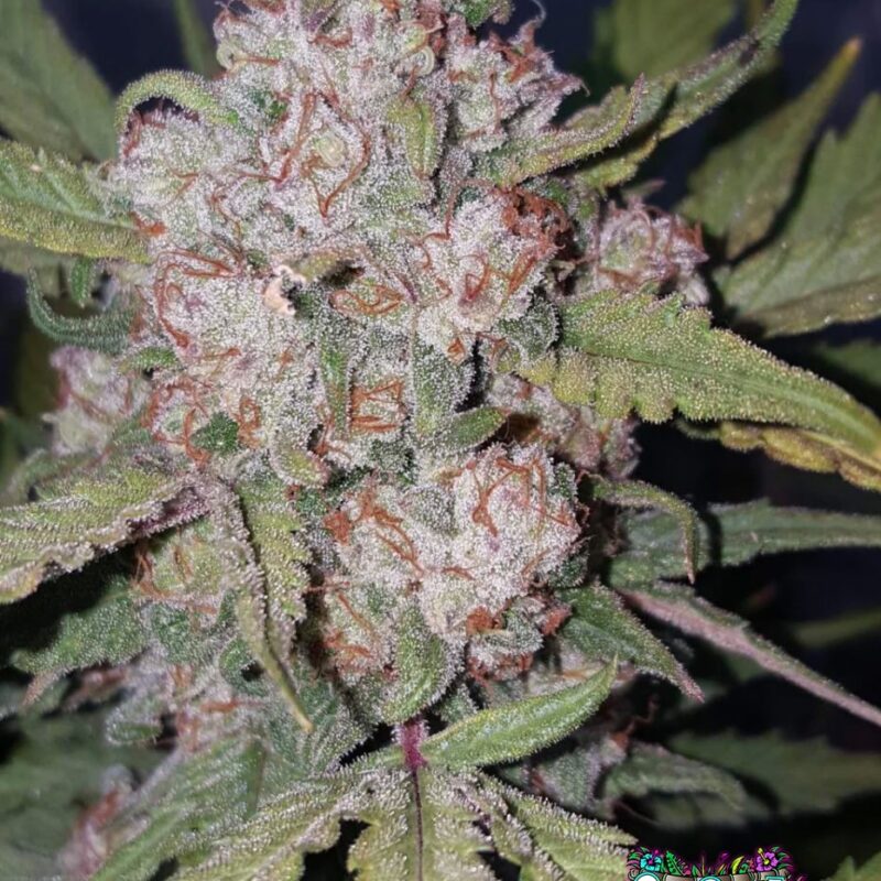 Stardawg Auto