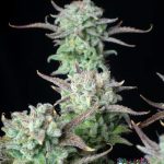 Strawberry Banana Auto