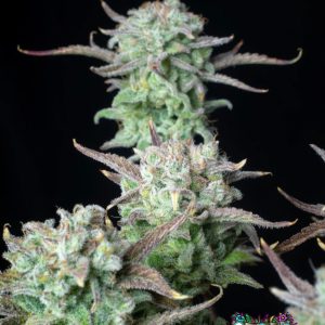 Strawberry Banana Auto