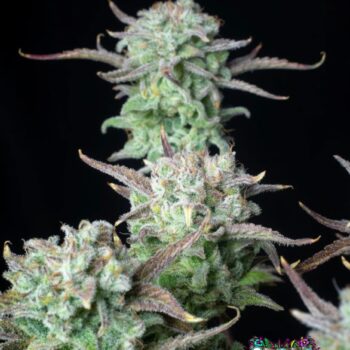 Strawberry Banana Auto