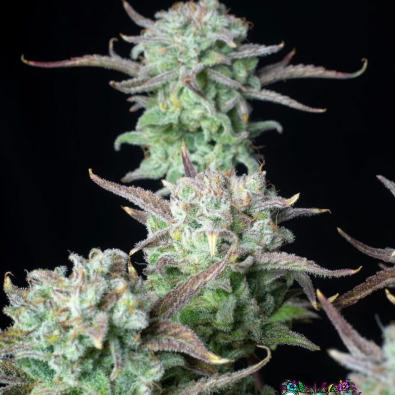 Strawberry Banana Auto