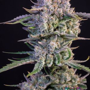 Strawberry Gorilla Auto