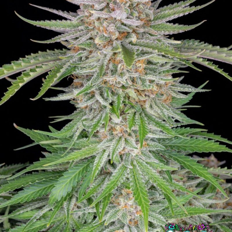 Strawberry Pie Auto