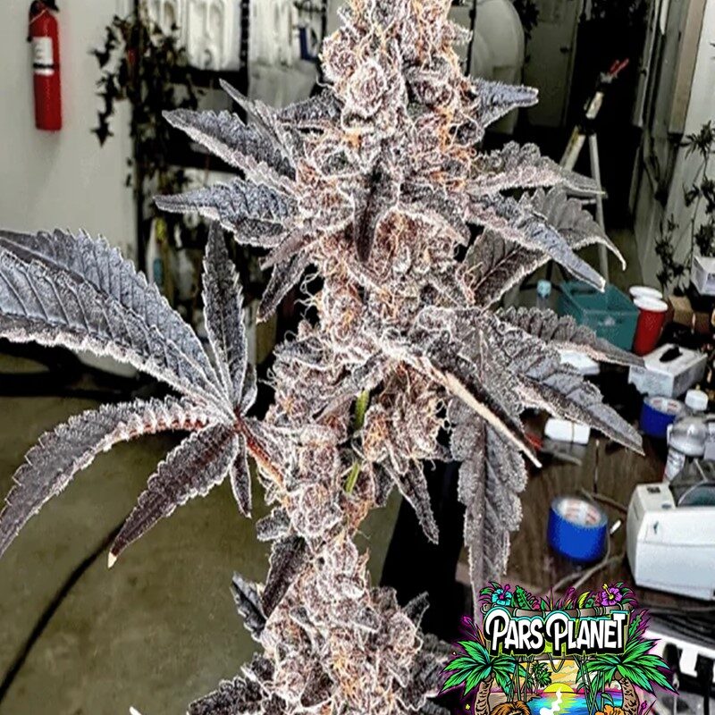 Strawneapple Feminized Seeds by Exotic Genetix
