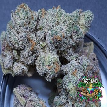 Sugar Tree